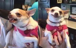 Angry Dog And Polite Dog meme template