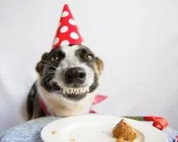 Birthday Dog With Party Hat meme template