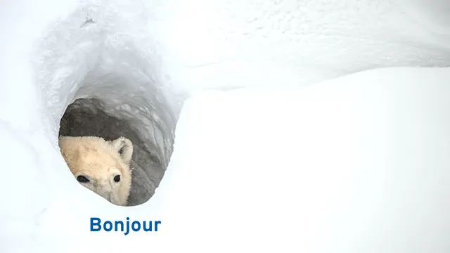 Bonjour Bear meme template
