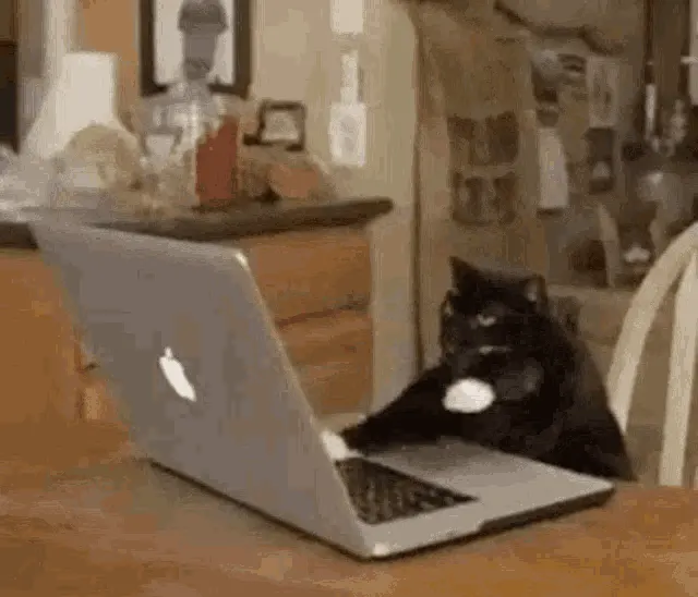 Cat At Laptop meme template