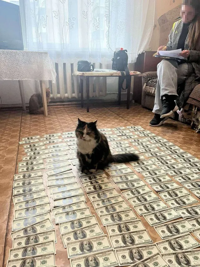 Cat Sitting On A Floor Of Money meme template