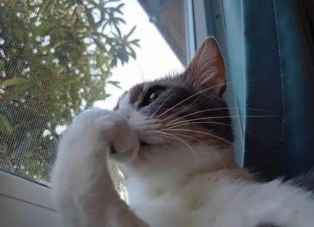 Cat Thinking meme template