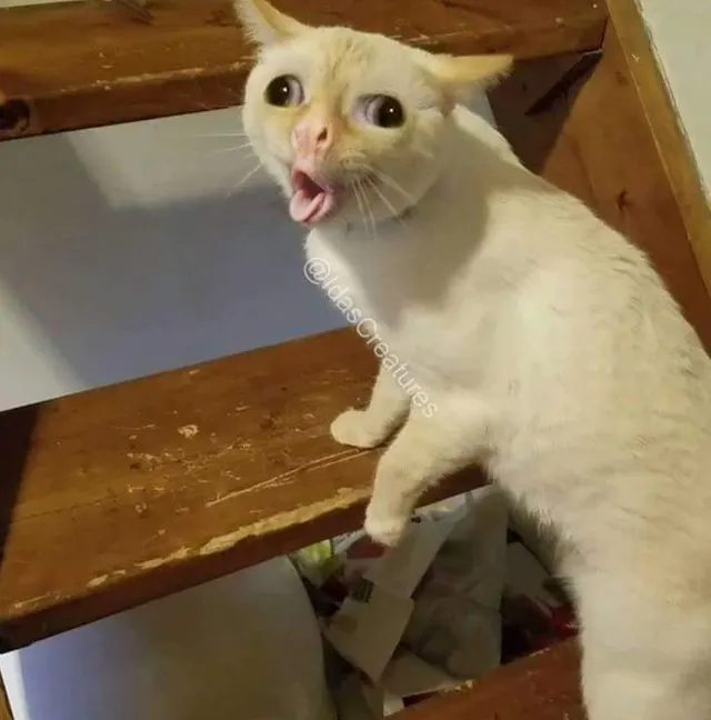 Coughing Cat meme template
