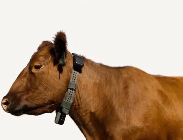 Cow Wearing a GPS Collar meme template