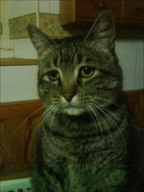 Depressed Tabby Cat meme template