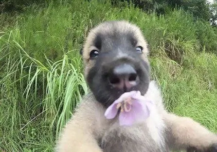 Dog Holding a Flower meme template
