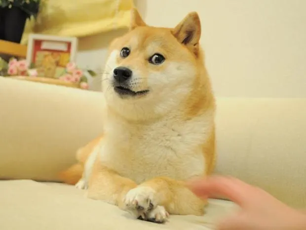 Doge Shiba Inu Reaction meme template