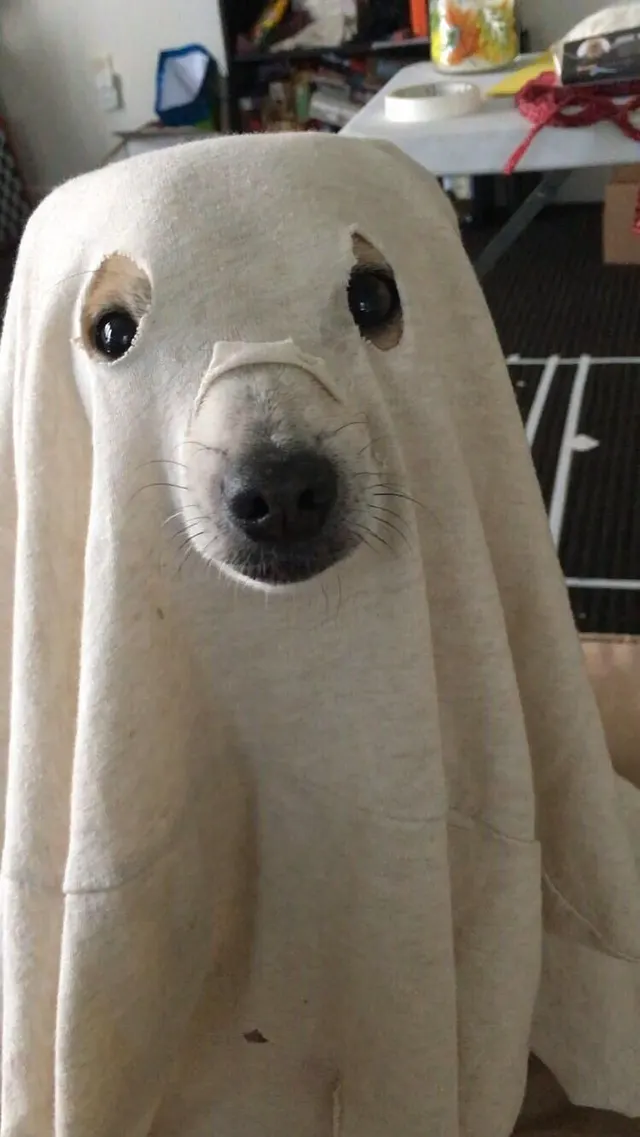 Funny Ghost Dog meme template