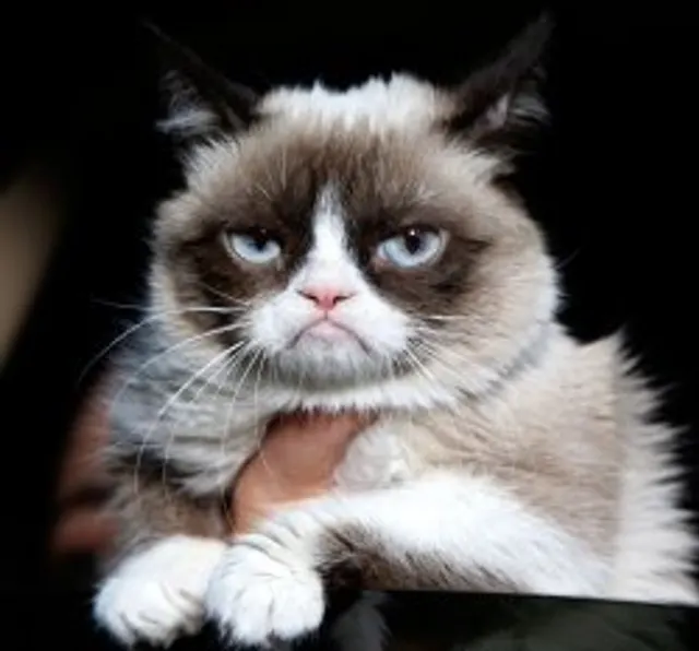 Grumpy Cat No meme template