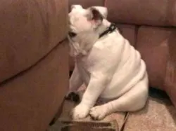 Guilty Dog meme template