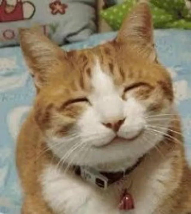 Happy Smiling Cat meme template