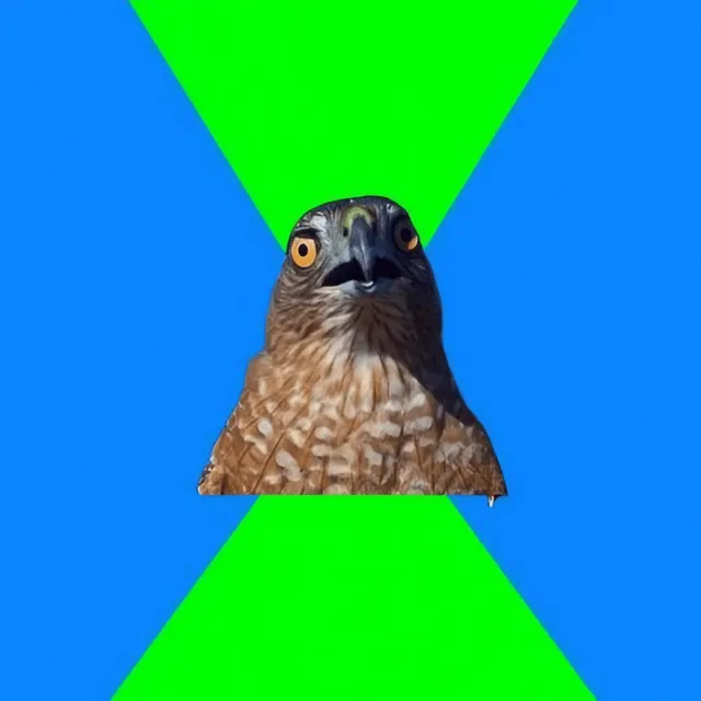 Hawkward Hawk meme template