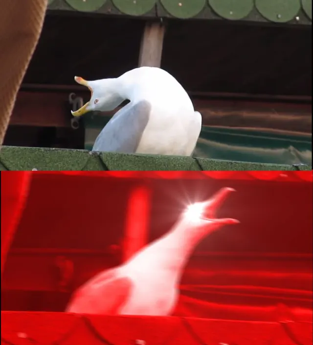 Inhaling Seagull (2 Panel) meme template