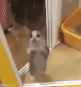 Jumping Kitten GIF template