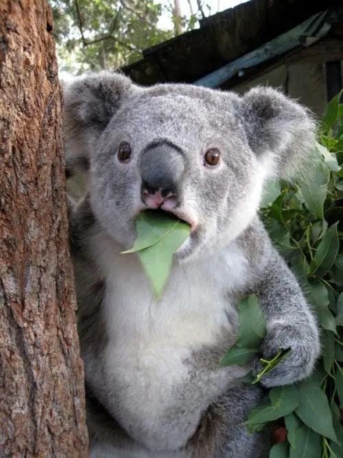 Koala Eating A Leaf meme template