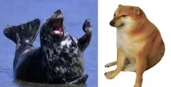 Laughing Cheems meme template