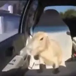 Ok I Pull Up Capybara meme template