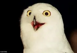 Orly Owl meme template
