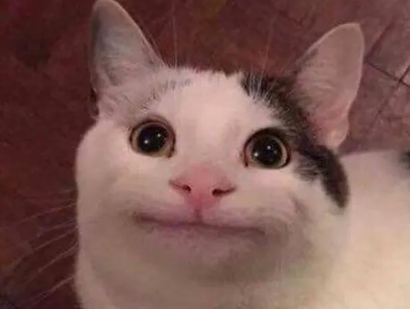 Polite Cat meme template