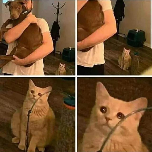 Sad Cat Watching Someone Hug A Dog meme template