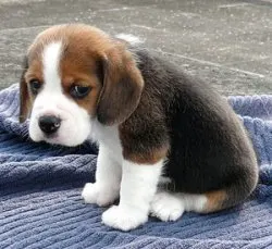 Sad Dog meme template