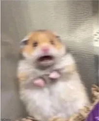 Scared Hamster meme template