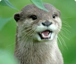 Shocked Otter meme template