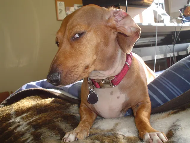 Side-Eye Dachshund meme template