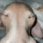 Sleeping Dog meme template