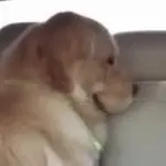 Smiling Dog meme template