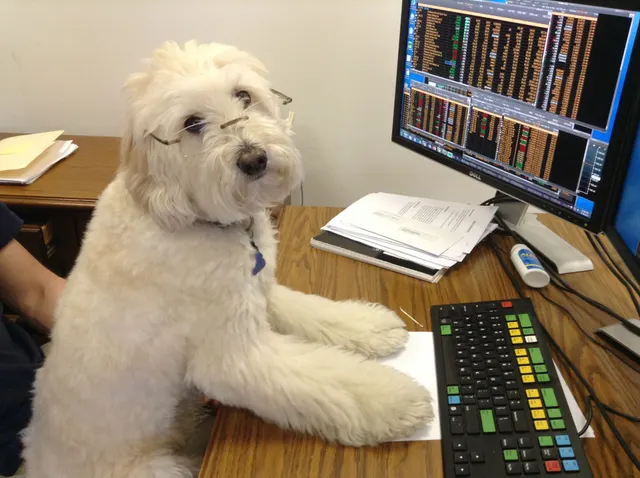 Stock Broker Dog meme template