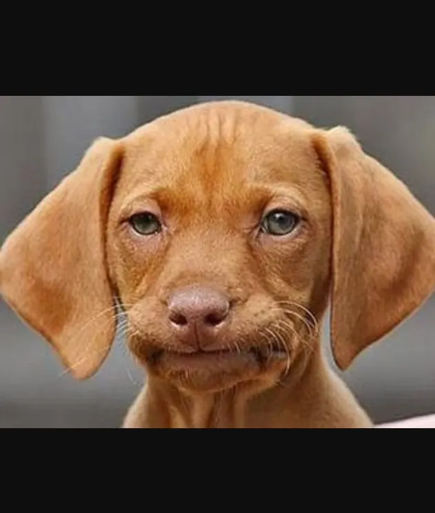 Straight face dog meme template