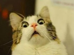 Surprised Cat meme template