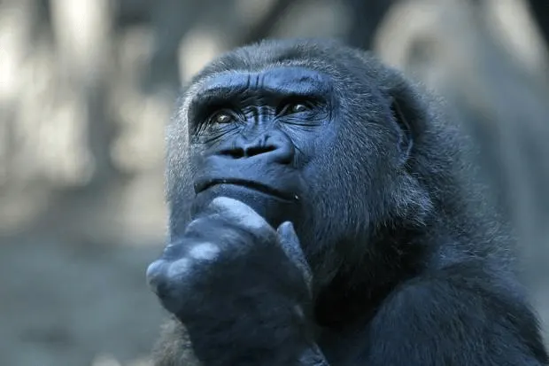 Thinking Gorilla meme template