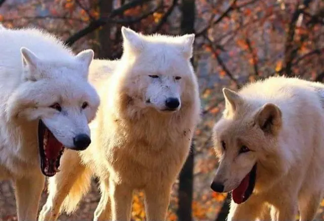Three Wolves Laughing meme template