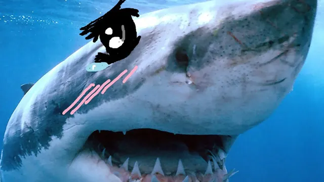 Tsundere Shark meme template