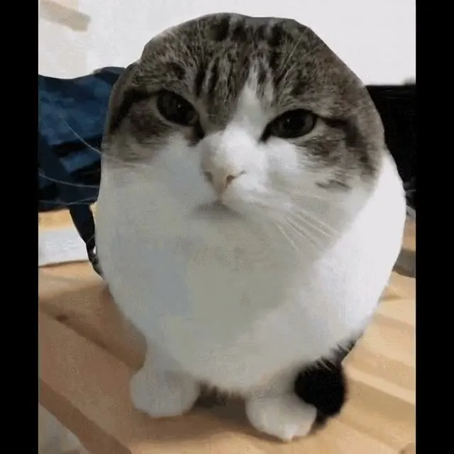 Wawa Cat GIF template
