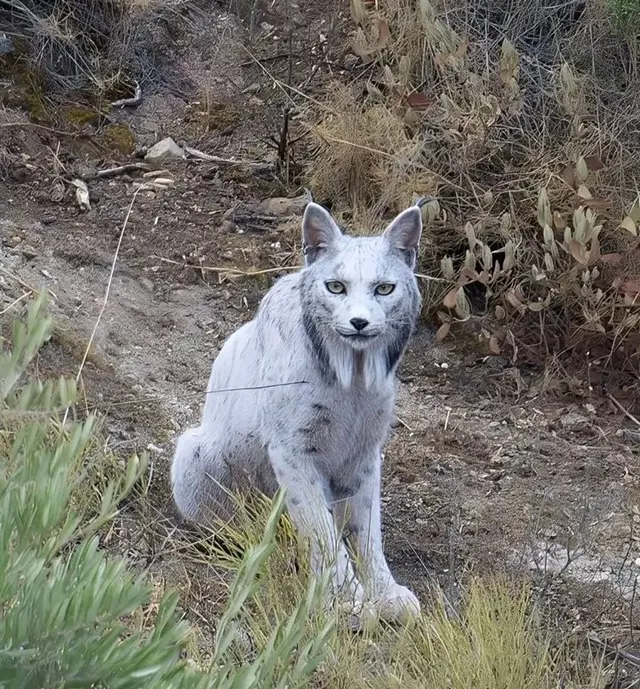 White Iberian Lynx Staring meme template