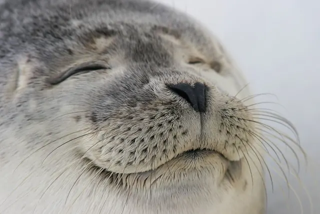 Wholesome Seal meme template