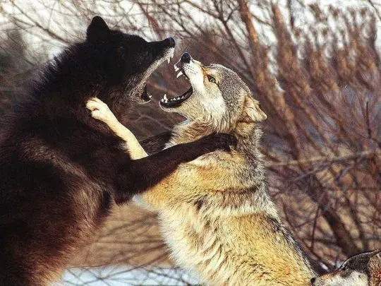Wolf fighting meme template