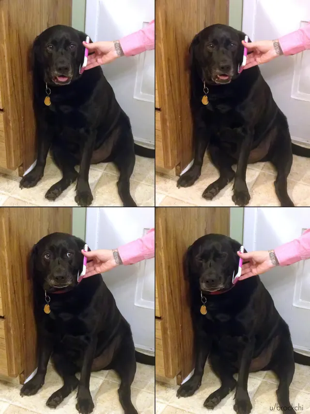 Yes This Is Dog meme template